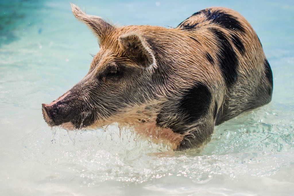 A pig in the sea.