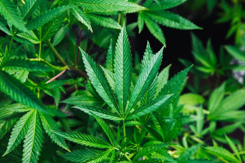 Marijuana growing wild.