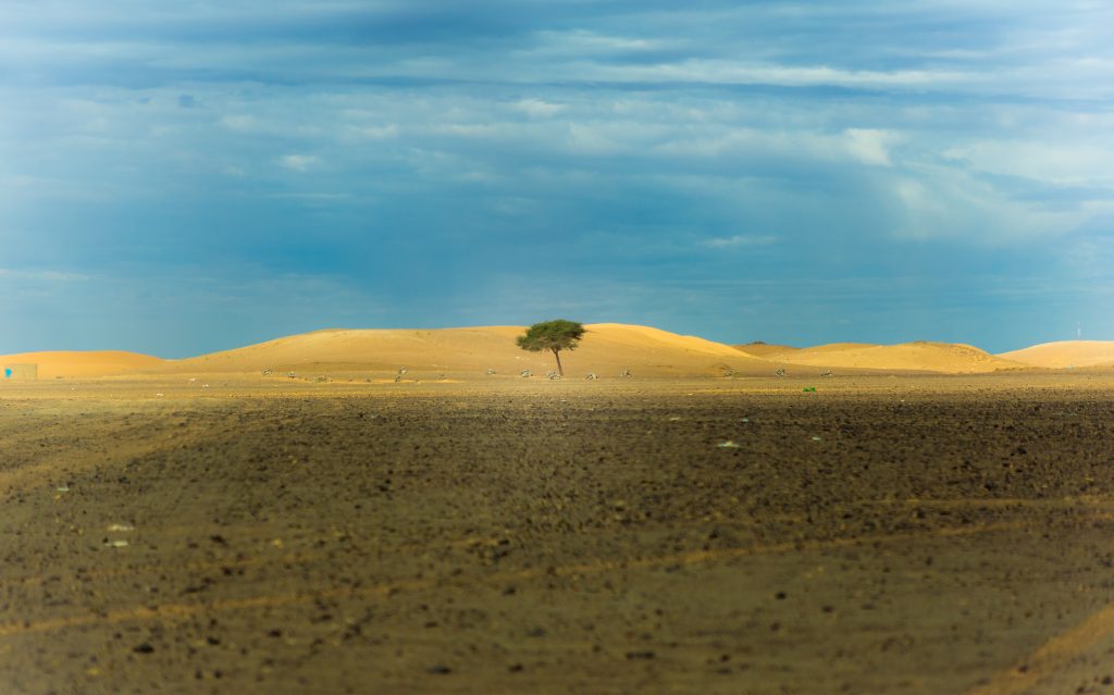 Lone green tree growing on a barren landscape.