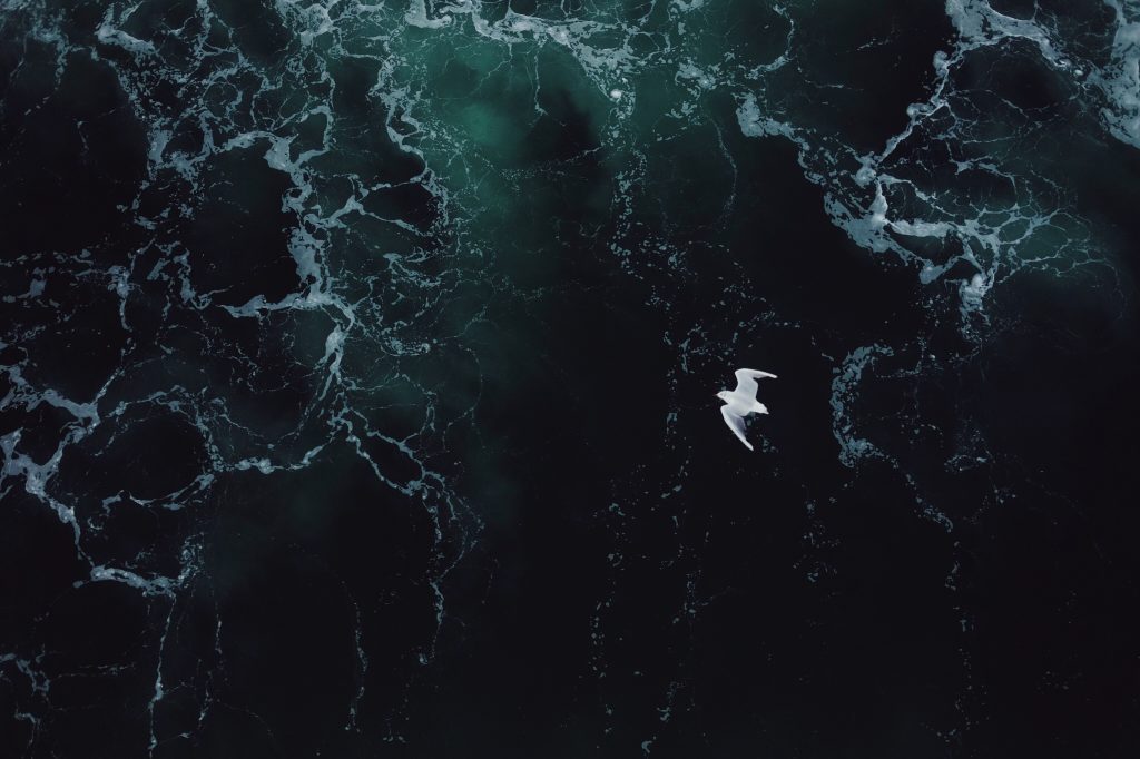 Overhead shot of a seagull flying over the ocean.