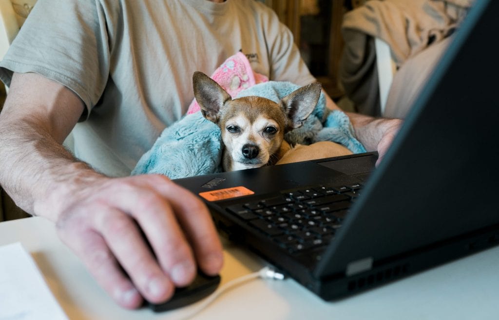 Man working on a laptop while his small dog sits on his lap.