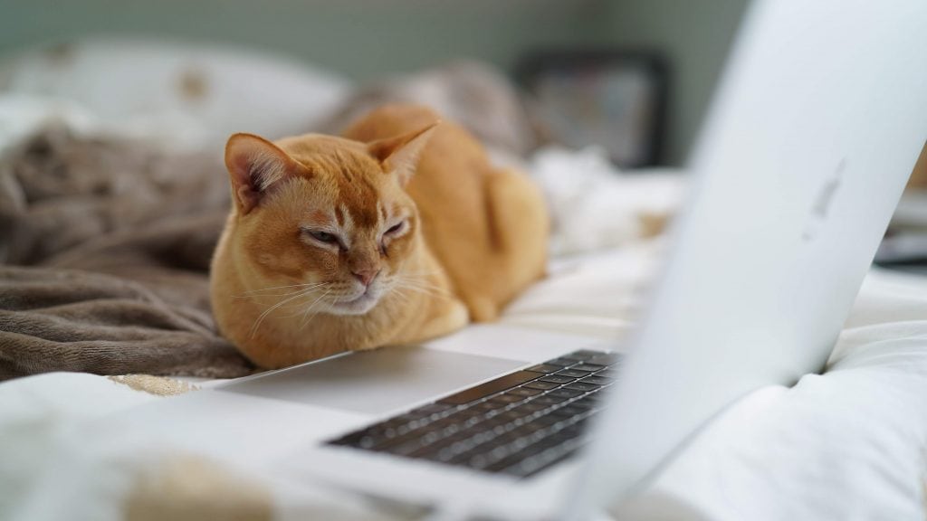 Cat sitting on a bed looking at a laptop screen.
