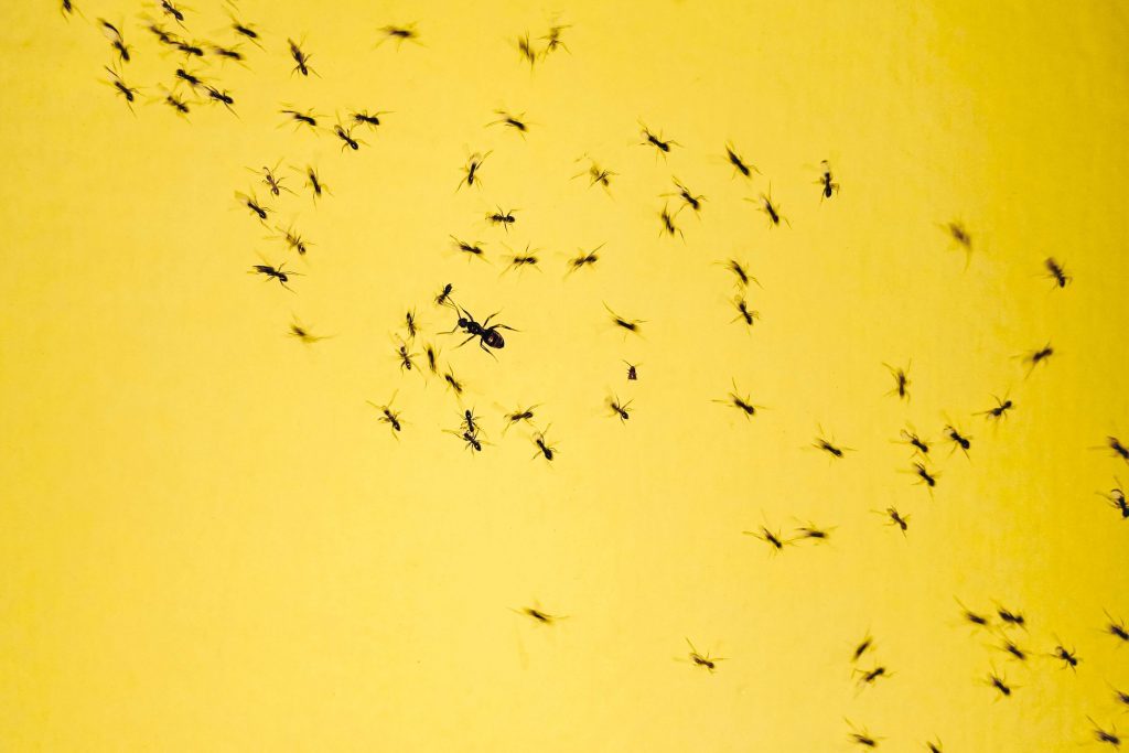 Black ants on a yellow background.