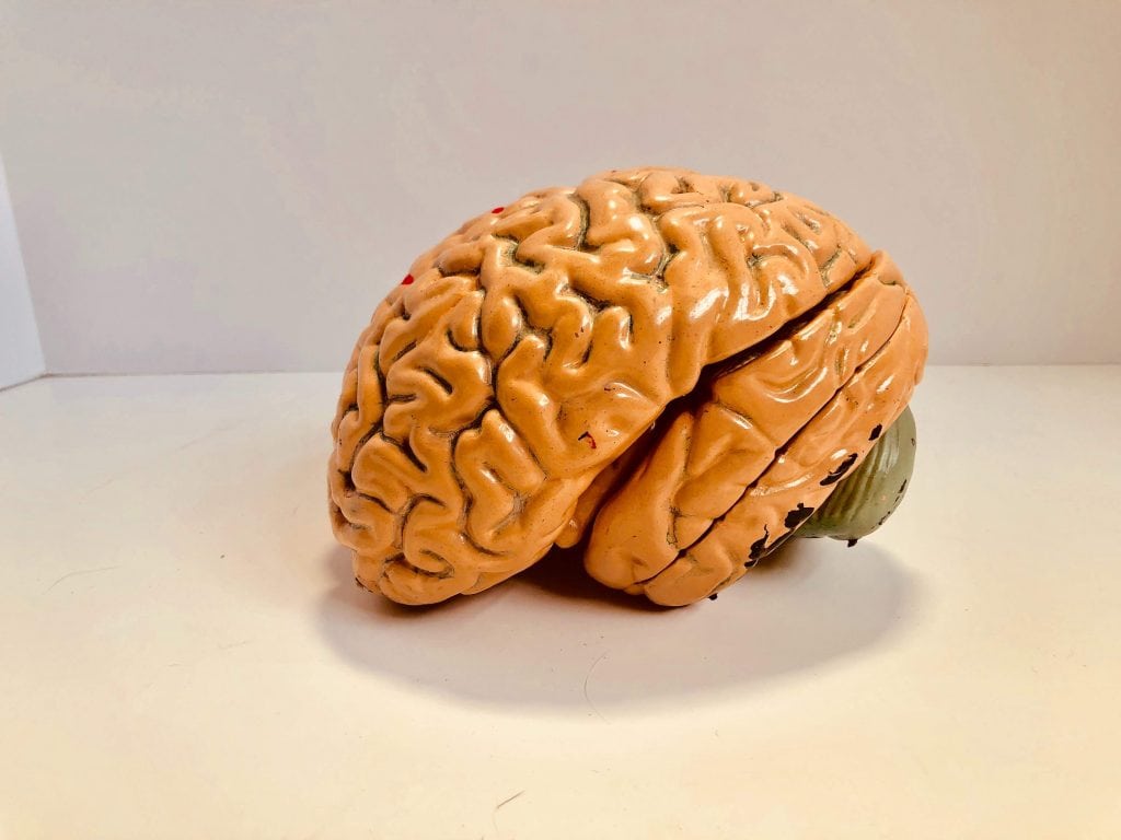 Plastic model of the human brain.