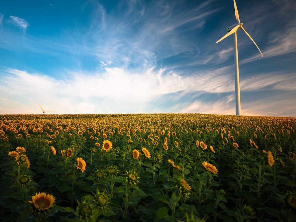 Field of sunflowers with a wind turbine in the background.
