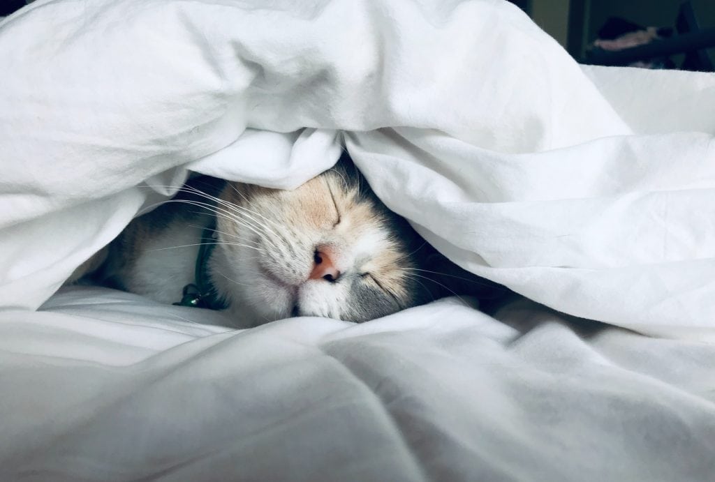 Cat asleep under duvet.
