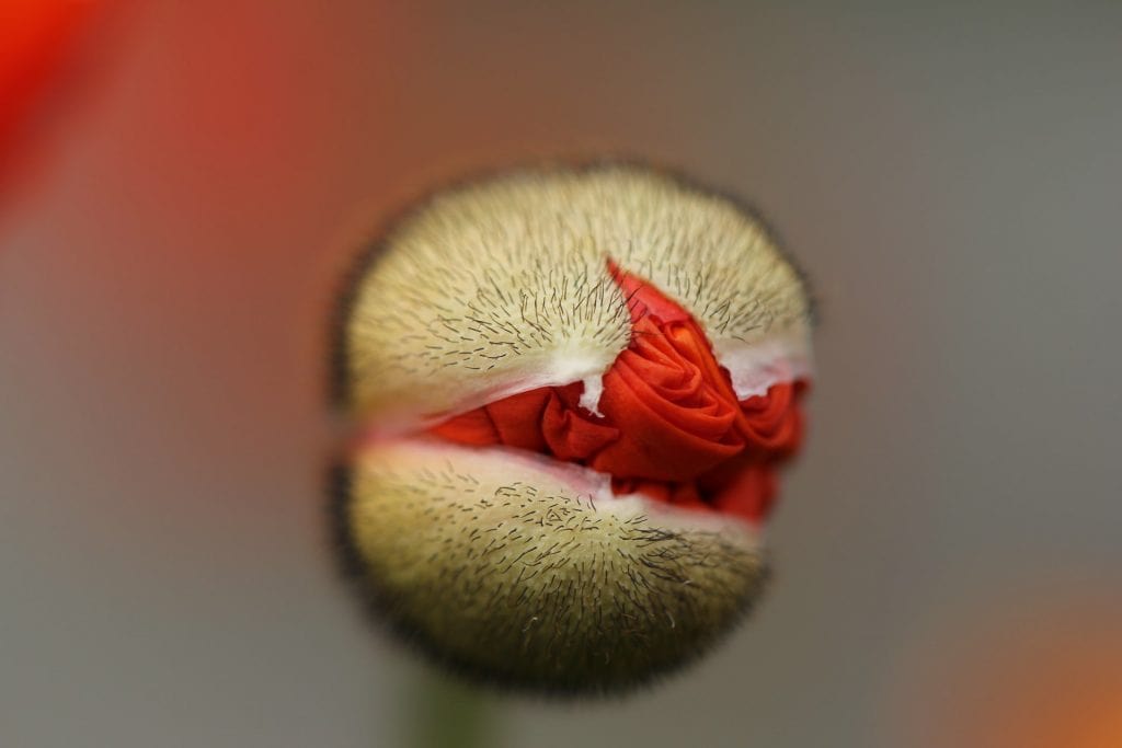 Macro, shallow focus shot of the top of a flower bud beginning to open.
