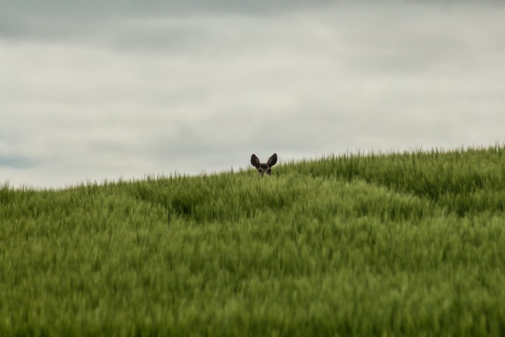 head of a deer poking out among long grass